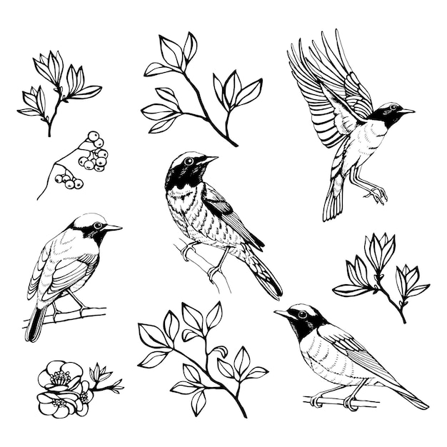 Ensemble D'oiseaux Et De Fleurs Dessinés à La Main. Rouge-queue. Dessin Au Trait.