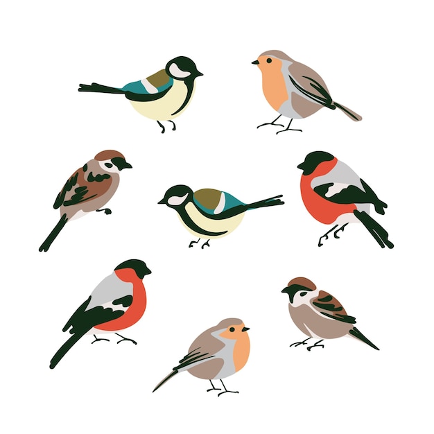 Vecteur ensemble d'oiseaux mésanges bouvreuils robins moineaux. illustration vectorielle