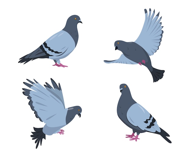 Ensemble d'oiseaux de pigeon. Colombes dans différentes poses isolés sur fond blanc.