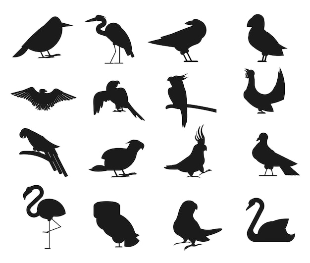 Ensemble D'oiseaux Tropicaux Silhouettes Vectorielles Isolées à Plat