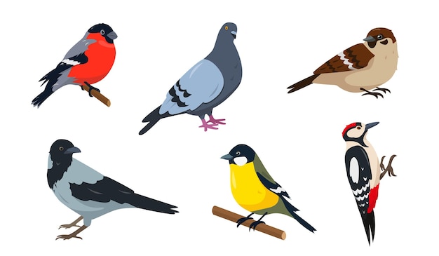 Vecteur ensemble d'oiseaux de la ville. bouvreuil, moineau, mésange, pic, pegeon et corbeau. oiseaux dans des poses différentes