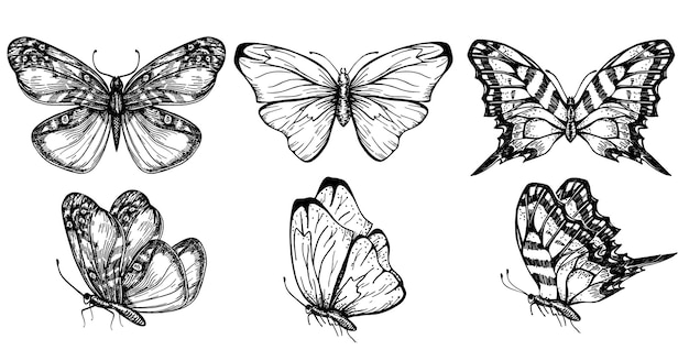 Ensemble De Papillons Collection De Croquis D'insectes Pour La Conception Et Le Scrapbooking Papillons De Contour