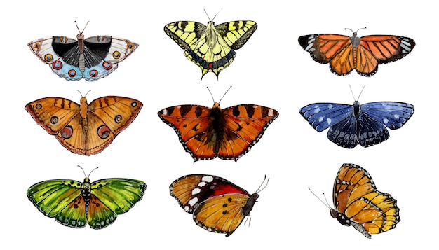 Vecteur ensemble de papillons colorés aquarelle dessinés à la main sur fond blanc