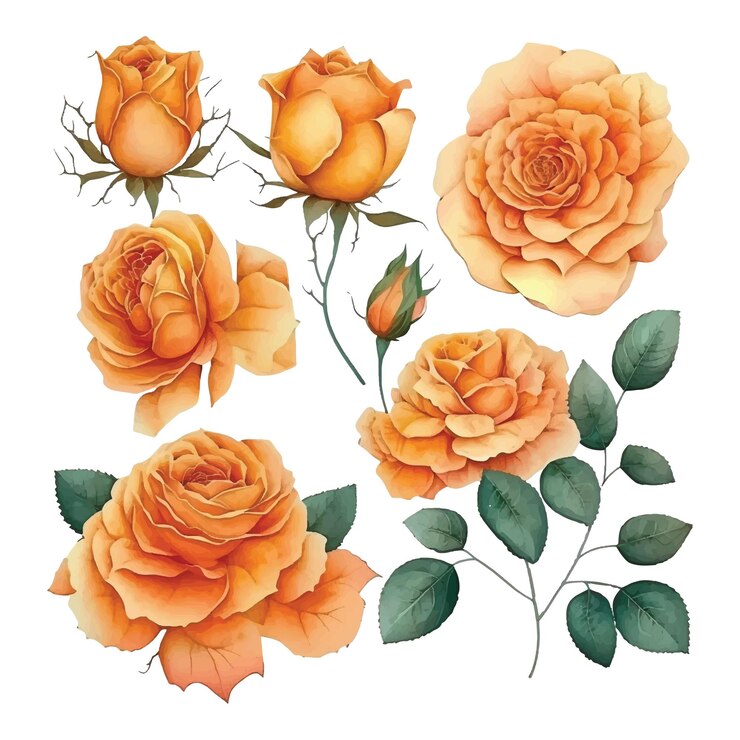 Vecteur ensemble de peinture aquarelle roses oranges