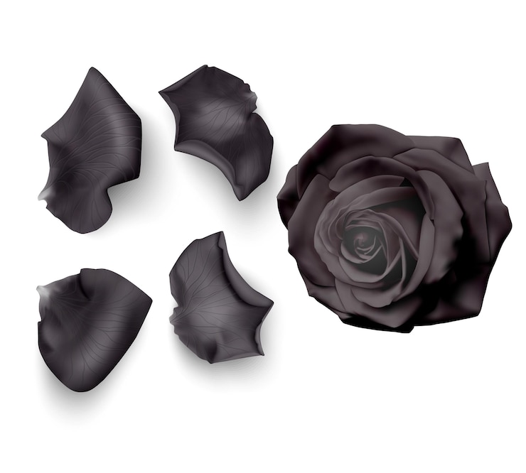 Vecteur ensemble de pétales de roses noires
