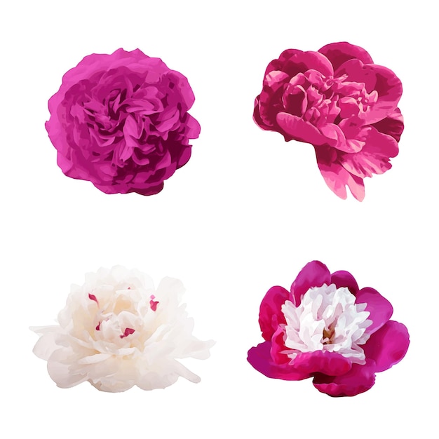 Ensemble de pivoines aquarelles