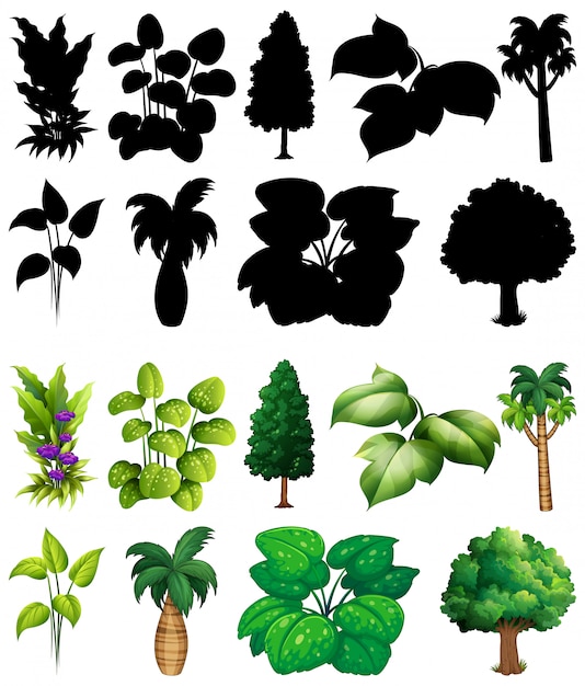 Vecteur ensemble de plante et arbre avec sa silhouette