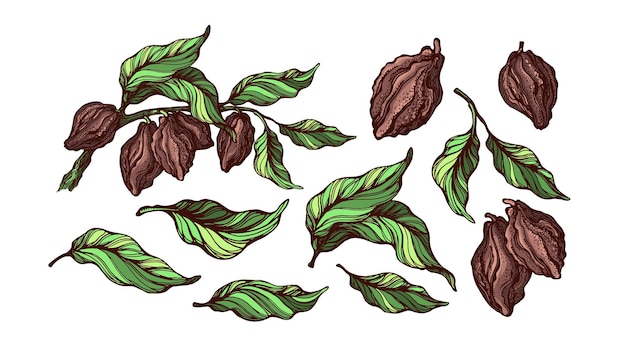 Vecteur ensemble de plantes de cacao