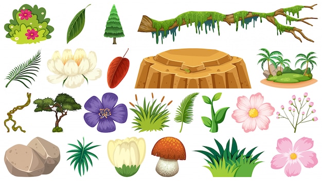 Ensemble De Plantes Dessinées