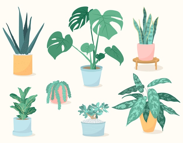 Ensemble de plantes d'intérieur à la mode dans des pots, aloe vera, figue de feuille de violon, plante de serpent, monstera, queue de burros, aglaonema, plante de jade. Plantes succulentes et à feuilles.