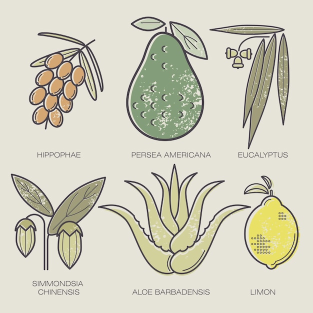 Ensemble De Plantes Médicinales