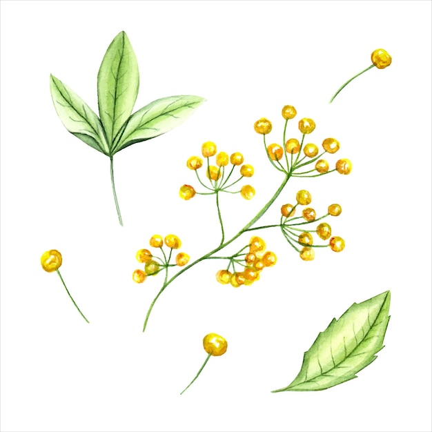 Vecteur ensemble de plantes de printemps jeunes herbes et fleurs jaunes feuille de trèfle verdure de prairie abstraite