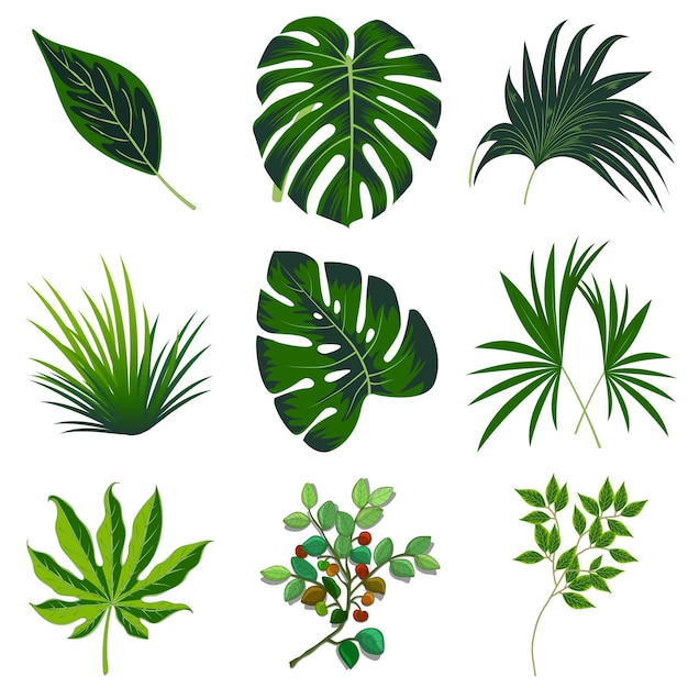 Vecteur un ensemble de plantes tropicales sur fond blanc