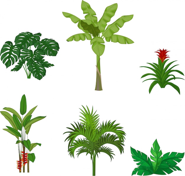 Vecteur ensemble de plantes tropicales