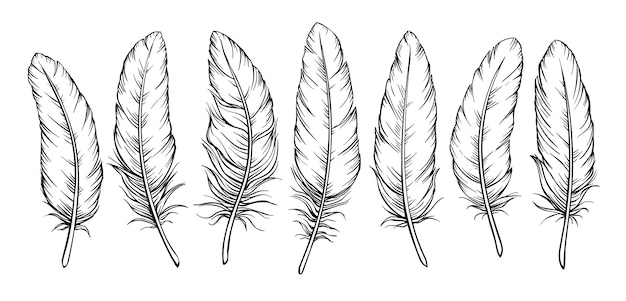 Vecteur ensemble de plumes de croquis. dessin plume d'oiseau, isolé.