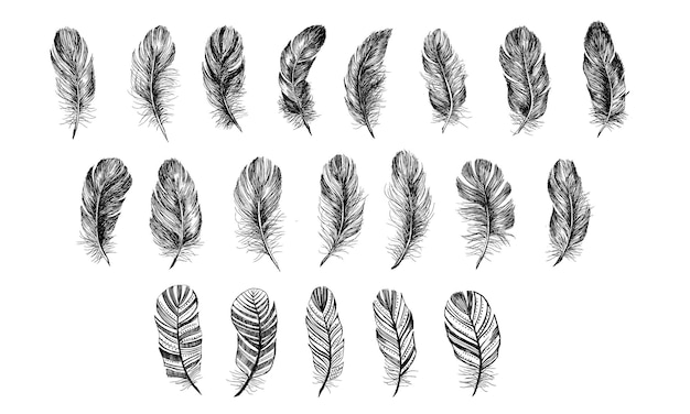 Ensemble De Plumes Illustration Dessinée à La Main