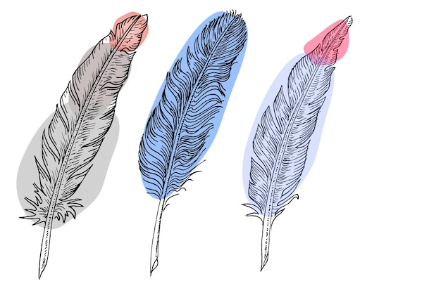 Vecteur ensemble de plumes d'oiseaux illustration dessinée à la main convertie en vecteur contour avec fond transparent