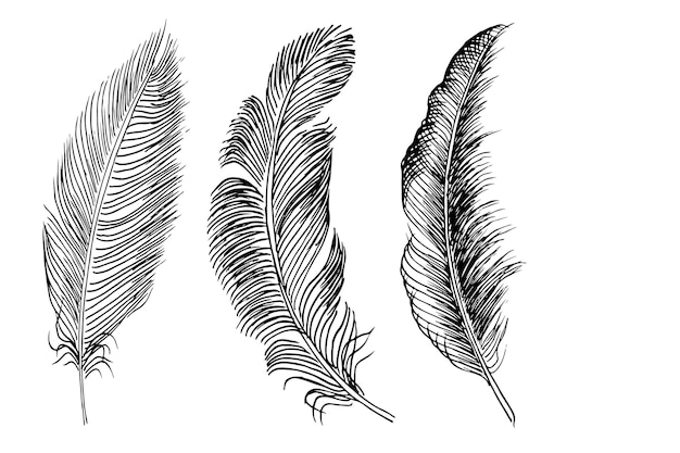 Ensemble De Plumes D'oiseaux Illustration Dessinée à La Main Convertie En Vecteur Contour Avec Fond Transparent