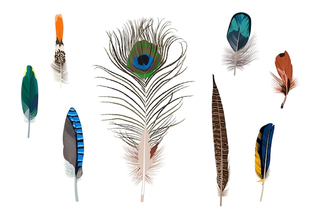 Ensemble De Plumes D'oiseaux Lumineuses Plumes Détaillées De Différentes Formes Et Couleurs