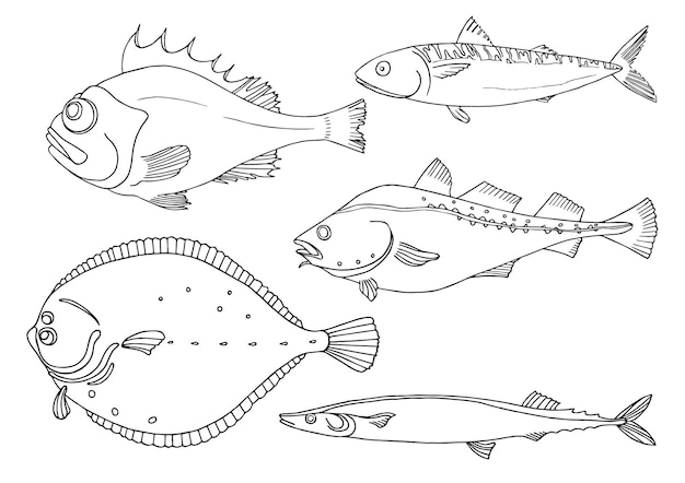 Vecteur ensemble de poissons de mer sur fond blanc perche morue maquereau plie saira vector doodle illustration