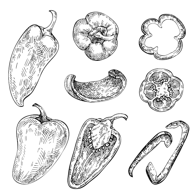 Ensemble De Poivrons Dessinés à La Main. Croquis De Légumes. Illustration De Style Gravé, Plein, Demi Et Tranches. Paprika, Gitane, Poivre Poblano.