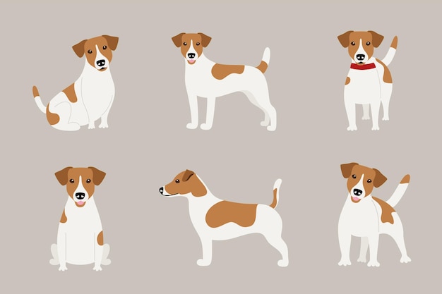 Ensemble de poses du chien Jack Russell Terrier. Illustration vectorielle de caractère plat