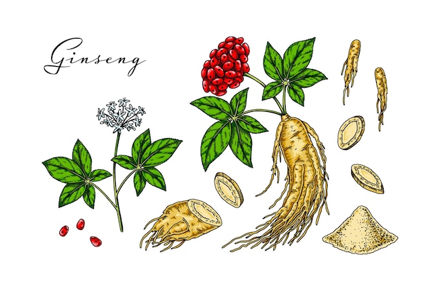 Ensemble De Racine De Ginseng Sauvage Dessinée à La Main Avec Des Feuilles Et Des Baies Isolées Sur Fond Blanc