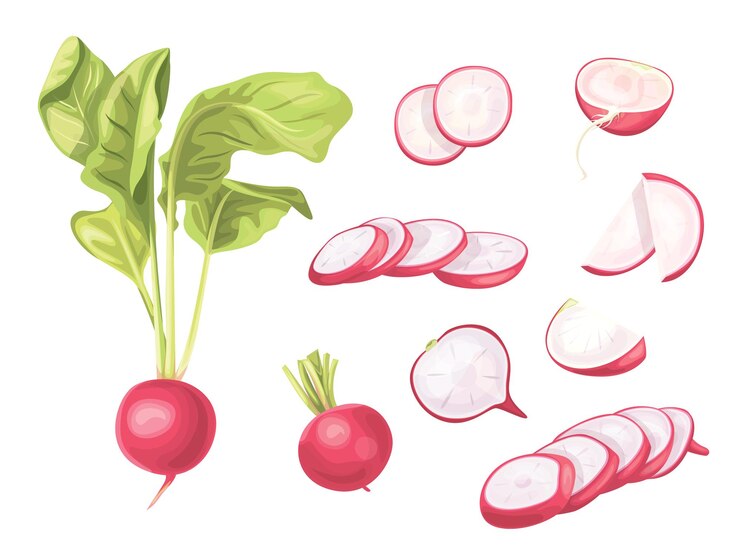 Vecteur ensemble de radis légumes végétariens de régime biologique frais radis de style dessin animé