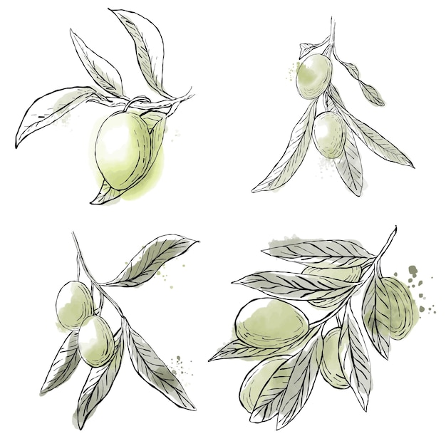 Vecteur un ensemble de rameaux d'oliviers olives sont des fruits feuilles d'oliviers verts imitation d'aquarelle imprimer pour les emballages