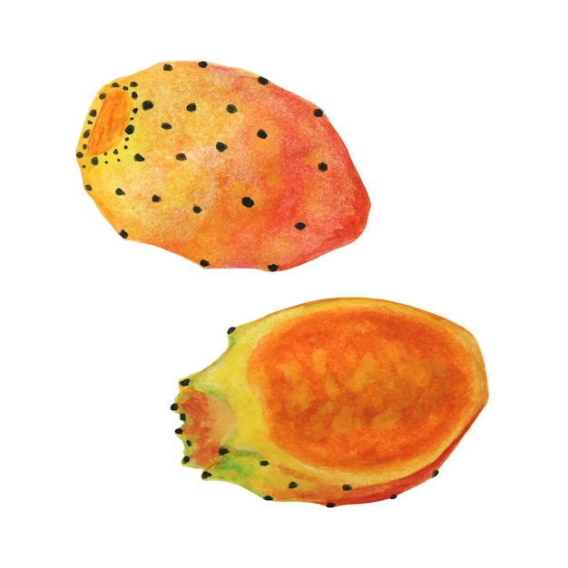 Ensemble réaliste dessiné à la main d'illustration de fruits de thon cactus aquarelle