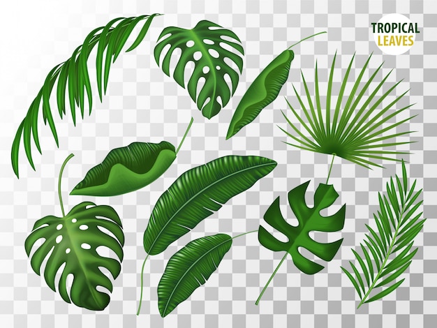 Ensemble réaliste de feuilles tropicales. Monstera, palmier, fougère sur fond transparent.