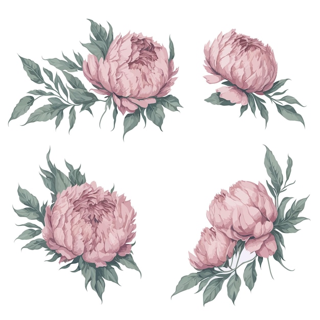 Vecteur ensemble, de, rose, pivoines, fleur, arrangement, aquarelle, illustration