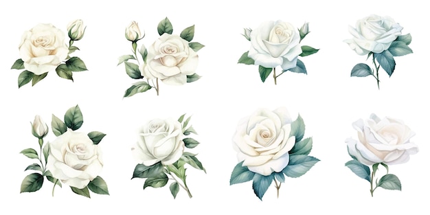 Vecteur ensemble de roses blanches à l'aquarelle dans divers dessins sur un fond blanc