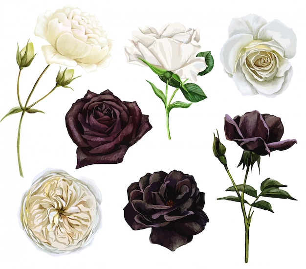 Ensemble De Roses Noires Et Blanches, Illustration Aquarelle Dessinée à La Main