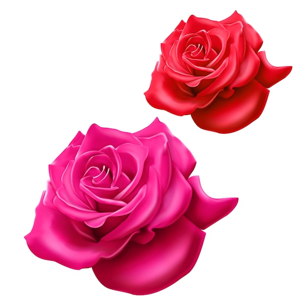 Ensemble de roses rouges et roses