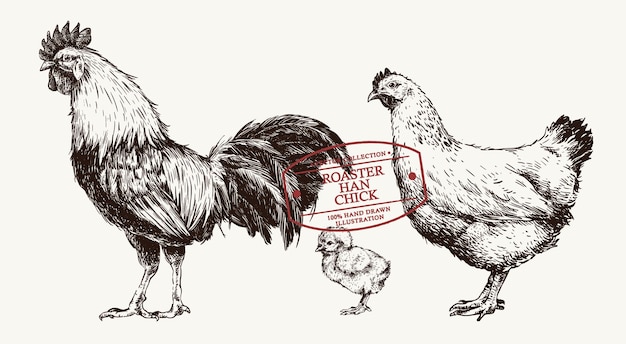 Vecteur ensemble de rôtissoire de poulet dessinés à la main, han et poussin avec style vintage