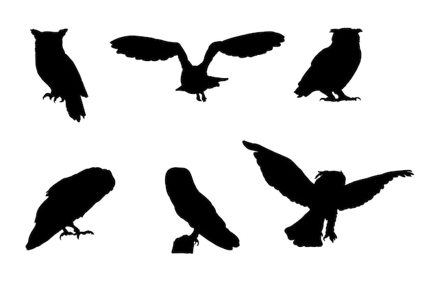 Ensemble de silhouettes de conception de vecteur de hiboux