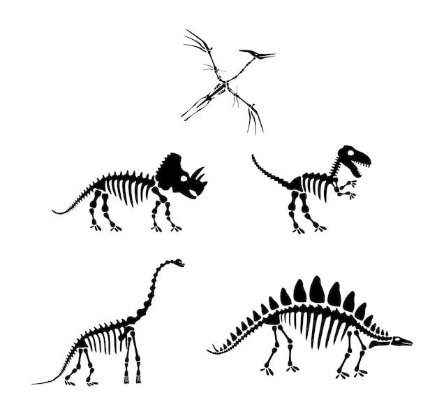 Ensemble de silhouettes de dinosaures. Silhouette de squelettes de dinosaures, os de dinosaures. Diplodocus, Tyrannosaurus rex, Triceratops, Centrosaurus, Ptérodactyle. Image de conception de vecteur moderne isolé sur blanc.