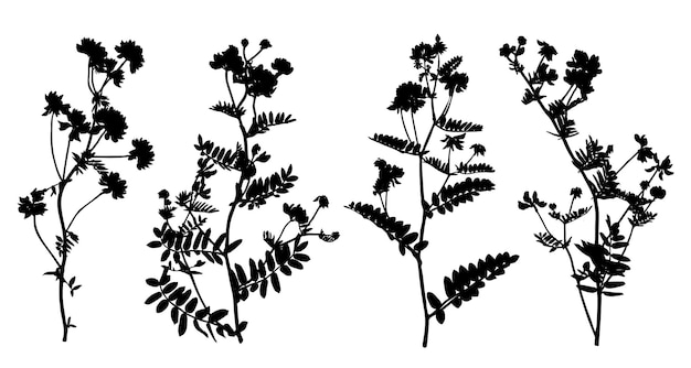 Ensemble De Silhouettes De Fleurs Sauvages Isolé Sur Fond Blanc. Collection De Fleurs De Prairie. Illustration Vectorielle.