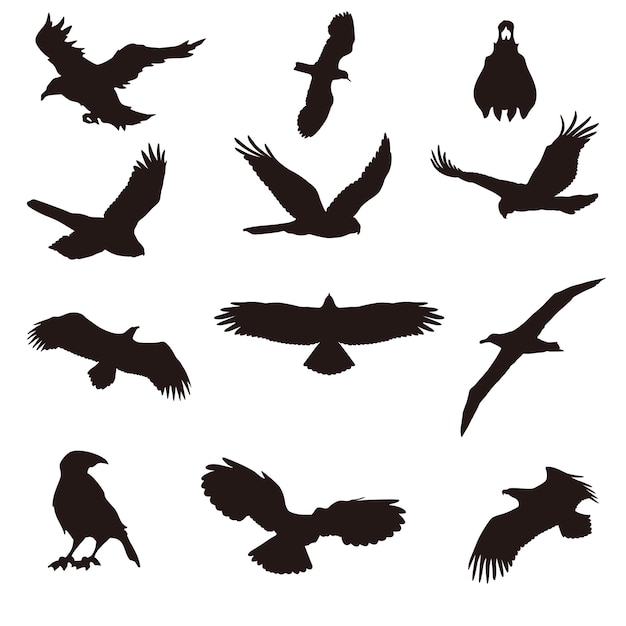 Un ensemble de silhouettes d'oiseaux différents