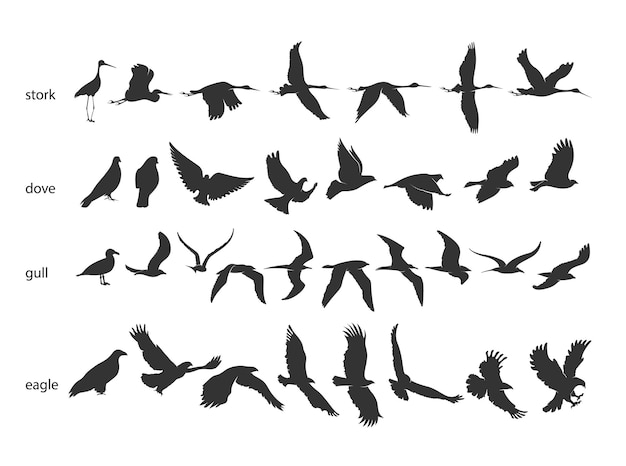 Ensemble De Silhouettes D'oiseaux En Mouvement Sur Fond Blanc