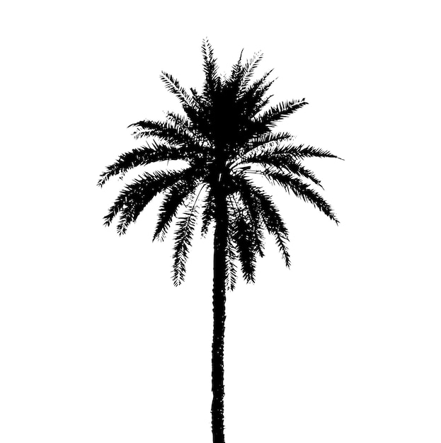 Ensemble de silhouettes de palmiers sur fond blanc Illustration vectorielle
