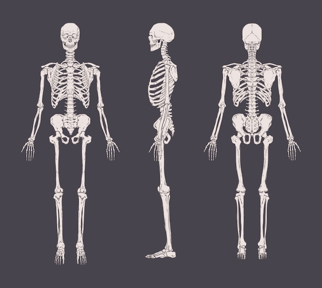 Vecteur ensemble de squelettes réalistes isolés. vue antérieure, latérale et postérieure. concept d'anatomie du système squelettique humain.