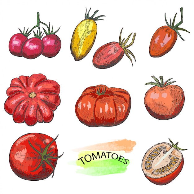 Vecteur ensemble de tomates colorées dessinés à la main isolé sur fond blanc.