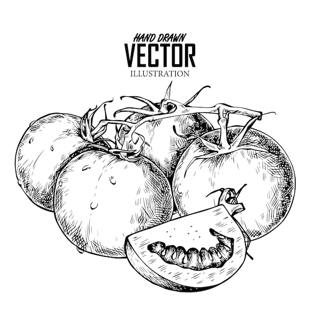 Vecteur ensemble de tomates. dessin à la main de légumes. illustration d'art vectoriel. image isolée d'encre noire.