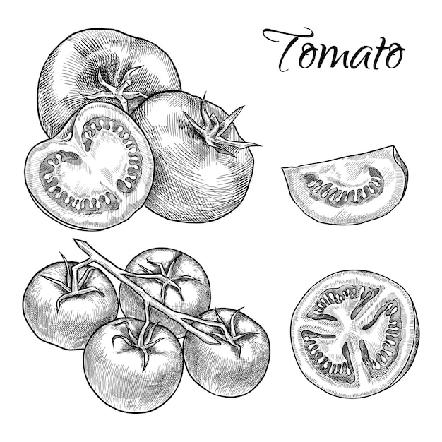 Un ensemble de tomates une tomate coupée et une branche de tomate Illustration vectorielle dessinés à la main