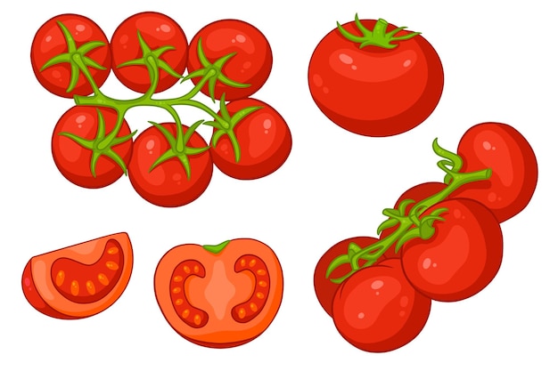 Ensemble de tomates. Tomates fraîches, tomates sur une branche, un coin et demi. Dans un style cartoon. Illustration vectorielle pour la conception et la décoration.