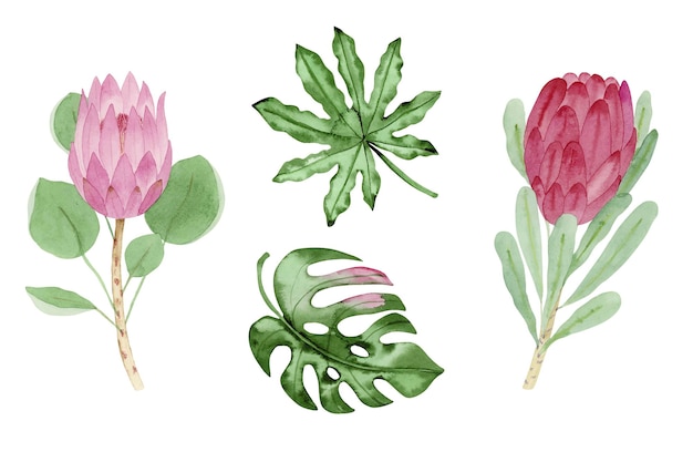 Vecteur ensemble tropical aquarelle avec protea et feuilles vertes