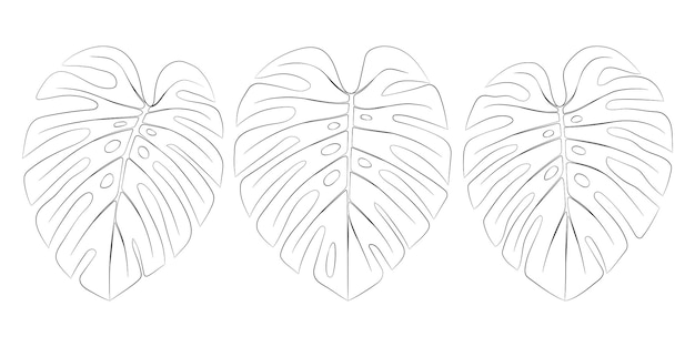 Vecteur ensemble tropical de feuilles de monstera dessinées à la main