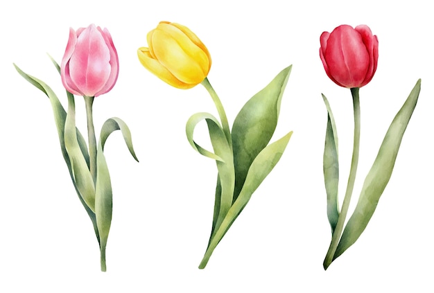 Ensemble de tulipes aquarelles avec feuille verte Illustration aquarelle dessinée à la main